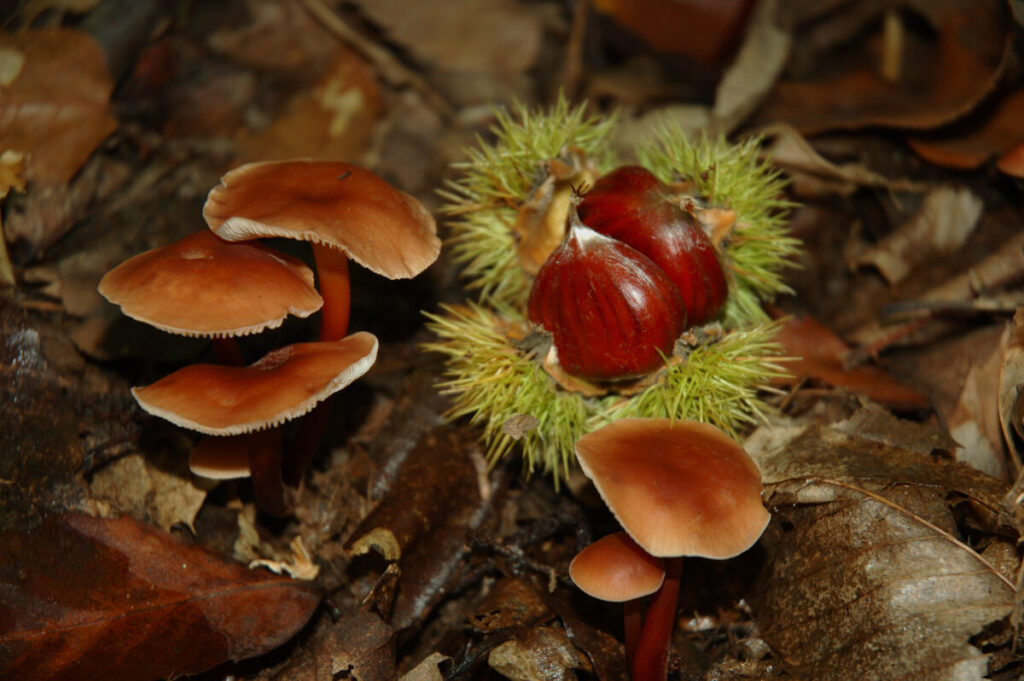 otoño en asturias